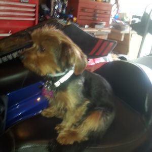 Meet your Posher, Frank